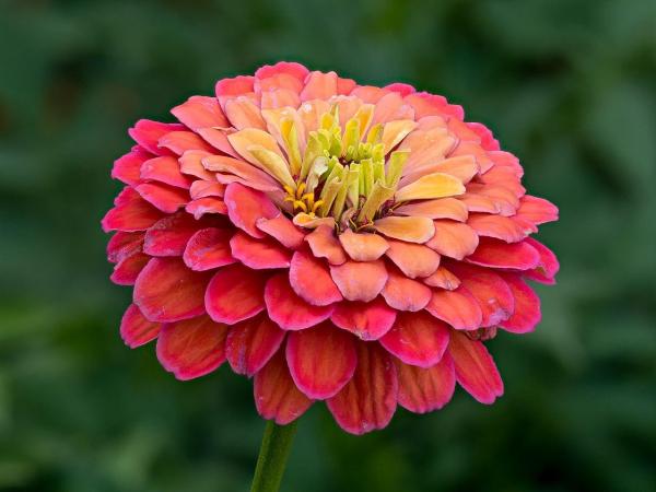 Top 10 Plants with Big Flowers - Zinnia