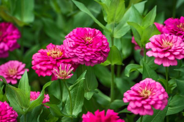 Flowers That Look Like Roses - Zinnia