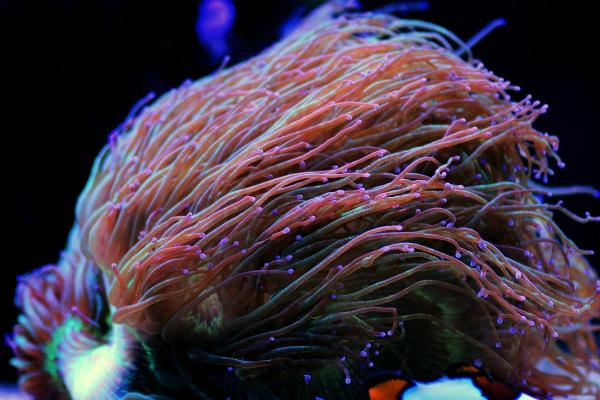 What Are Zooxanthellae? - Definition, Life Cycle and Function - Zooxanthellae and coral symbiosis