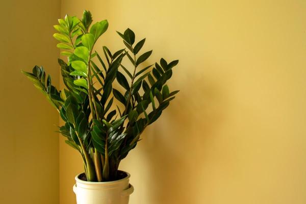 The Best Partial-Shade Plants - Zuzu plant